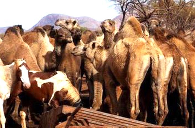 Tres mil camellos acribillados desde el aire causan pol&eacute;mica en Australia