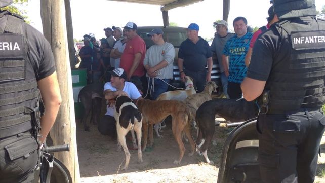 Rescatan 77 galgos y demoran a 150 personas por participar de carreras clandestinas