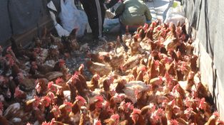 Insólito: Ante la crisis regalaron gallinas ponedoras a unas cien familias