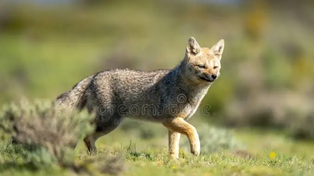 El zorro gris, un inofensivo habitante más en los barrios cerrados de Funes