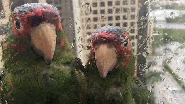 Los loros que buscan esconderse del huracán Irma