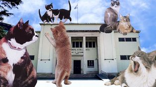 El Museo Castagnino se llenará de gatos este domingo con la KittyFeria &nbsp;