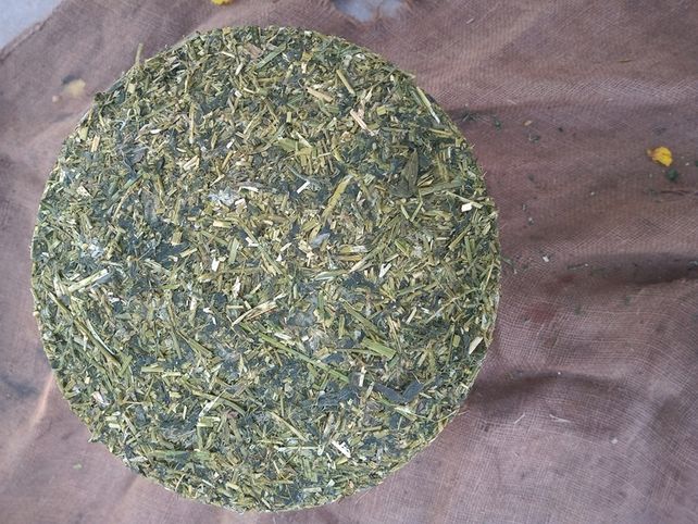 Evalúan un bioinoculante deshidratado para la conservación de forrajes