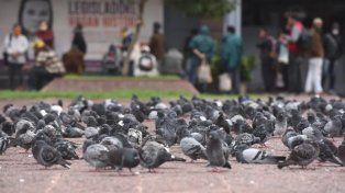 Santa Fe avanza contra las palomas y Paraná aplica un control no letal.