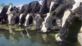 Tamberos de Santa Fe quieren concentrar la venta de leche cruda