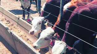 Los feedlots tienen un stock récord, pero cae la salida de hacienda