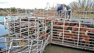 Crecida del Paraná: trabajo contra reloj para sacar ganado