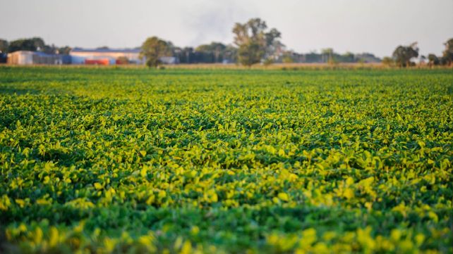 El gobierno nacional pagará en los próximos días&nbsp; compensaciones por derecho de exportación a pequeños productores de soja santafesinos.
