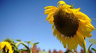 En alza. En Argentina, la siembra de girasol alcanzó 1, 77 millones de hectáreas en este último ciclo. Los precios se disparan por la tensión bélica.