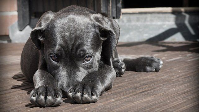 Sugieren que la domesticación de los perros no surgió en un solo continente