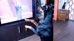 Un perro se hizo famoso Tik Tok bailando Billie Jean de Michael Jackson