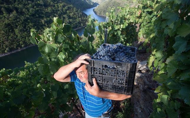 Un vendimiador transporta en una caja parte de la cosecha recogida en el viñedo de la Bodega Algueira de la D.O. Ribeira Sacra de Lugo