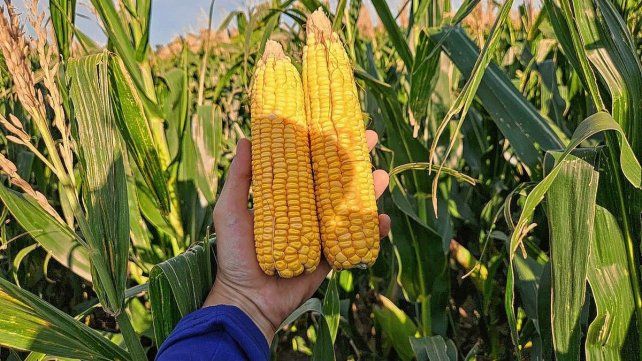 Entre Ríos es una de las provincias que mayor superficie destino para el cultivo de maíz.