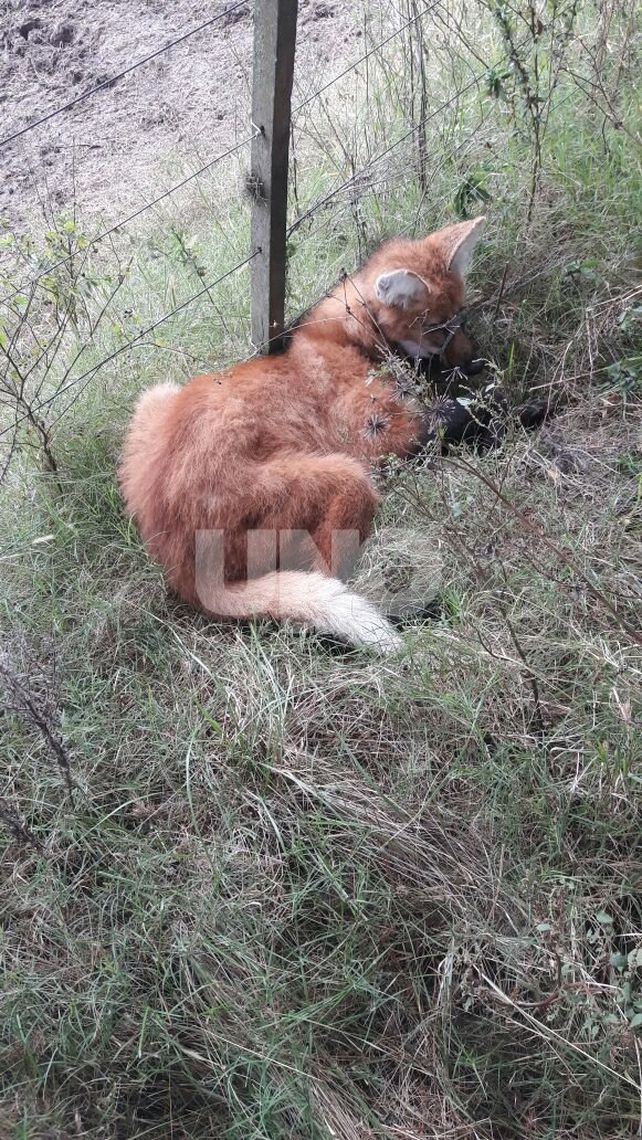 Encontraron a un Aguará Guazú herido a metros de la ruta provincial nº1