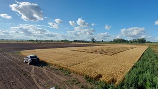Tecnología y retenciones: la agenda del agro para destrabar el potencial productivo