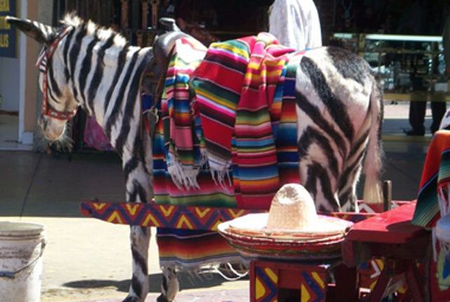 Para hacer m&aacute;s atractivo un zool&oacute;gico en Gaza pintan a un burro como cebra