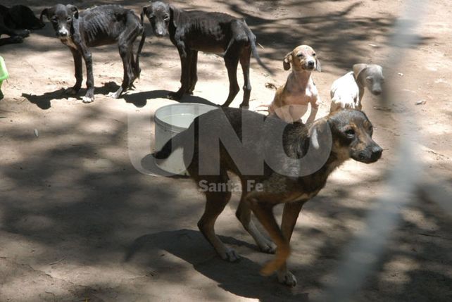 Promesas. Dignidad Animal no descartó trabajar en conjunto con la Comuna de Sauce Viejo.