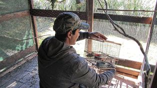 El operativo busca proteger a una especie amenazada por la caza ilegal y su posterior venta como mascota.