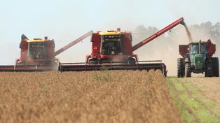El particular fenómeno que provocará una pérdida millonaria en campos del sur de Santa Fe