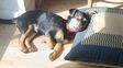 Coco, el perro que tuvo que hacer cuarentena, vuelve con su familia a Córdoba