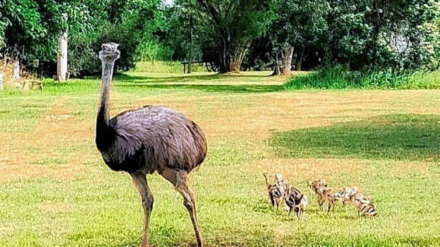 Nacieron charitos de ñandú en la Reserva Las Piedras de Gualeguaychú.