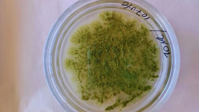 Poscosecha: desarrollan un extracto vegetal con poder antifúngico