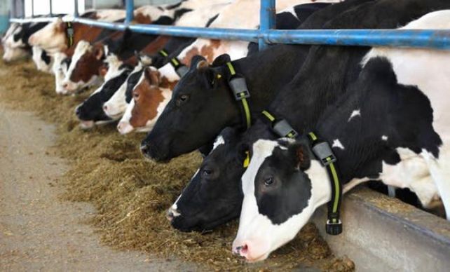 El clima y los costos ponen freno al crecimiento del sector lechero