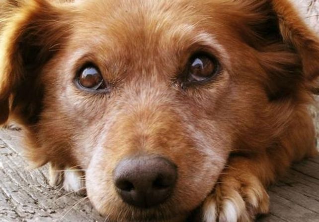 Estudios demuestran que los perros entienden cuando les hablan