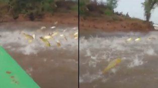 Filmaron una lluvia de dorados en el río Paraná