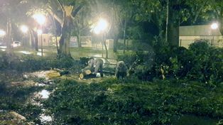 Un árbol trae problemas en el tránsito en plena J.J.Paso