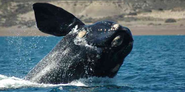 La llegada de las ballenas, de la Argentina al mundo en vivo por internet