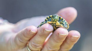 Nacieron nueve tortugas de la Reserva Ecológica de la UNL