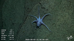 Investigadores del Conicet de diversas partes del país se encuentran estudiando la biodiversidad marina en el Cañón de Mar del Plata.