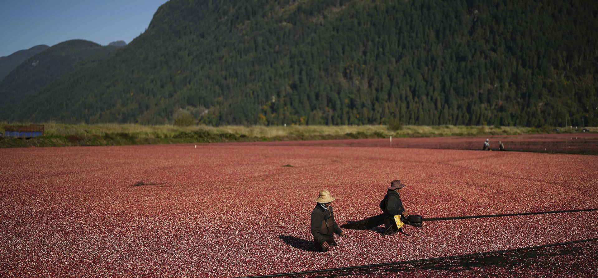 Trabajadores realizan un auge mientras cosechan arándanos en Golden Eagle Farms, en Pitt Meadows, B.C., el jueves 12 de octubre de 2023. Se utilizan máquinas para quitar los arándanos de las enredaderas y luego el pantano se inunda con agua. Las bolsas de aire en la fruta hacen que las bayas floten hacia la superficie y luego los trabajadores usan barreras para acorralarlas antes de bombearlas a los remolques de transporte y entregarlas a Ocean Spray para su procesamiento. (Darryl Dyck/The Canadian Press vía AP) Trabajadores realizan un auge mientras cosechan arándanos en Golden Eagle Farms, en Pitt Meadows, B.C., el jueves 12 de octubre de 2023. Se utilizan máquinas para quitar los arándanos de las enredaderas y luego el pantano se inunda con agua. Las bolsas de aire en la fruta hacen que las bayas floten hacia la superficie y luego los trabajadores usan barreras para acorralarlas antes de bombearlas a los remolques de transporte y entregarlas a Ocean Spray para su procesamiento. (Darryl Dyck/The Canadian Press vía AP)
