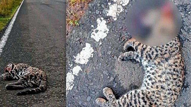 El gato montés fue encontrado en la zona rural de Pastor Britos