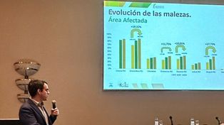 Herbicida selectivo para el control de malezas en maíz