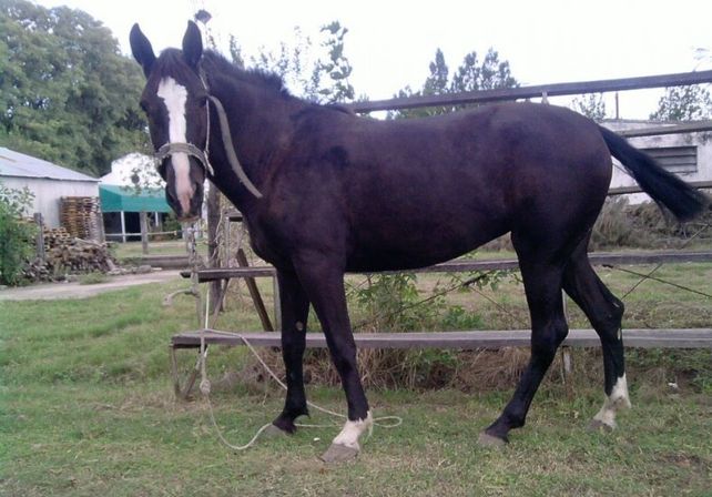 Robaron por tercera vez a Morena y luego la recuperaron