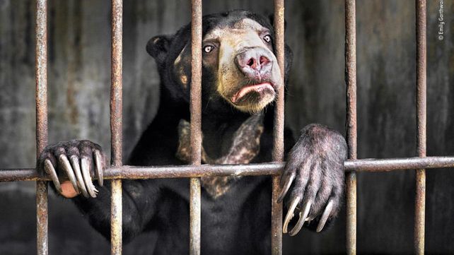 Las imágenes que concursan por el premio al Fotógrafo de Vida Silvestre 2018