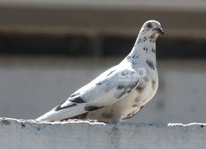 Cómo convivir con las palomas: la guía de lo que hay que hacer y qué no de una especialista santafesina