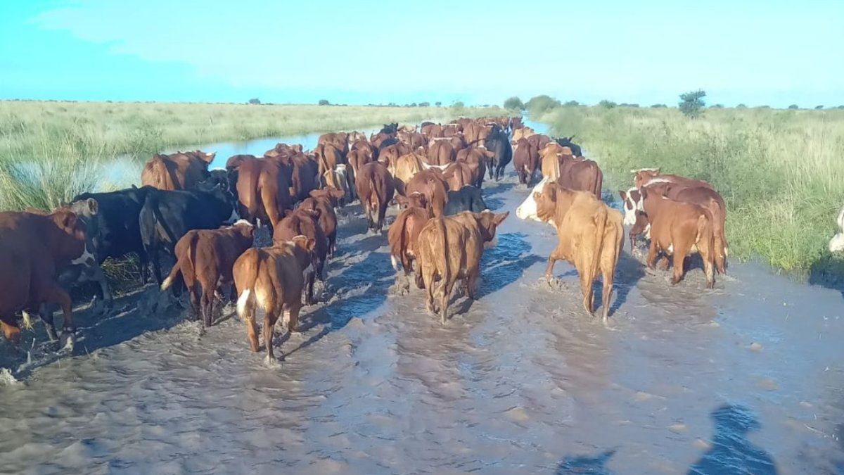 Afirman que las inundaciones en el norte de Santa Fe son una "catástrofe hídrica"