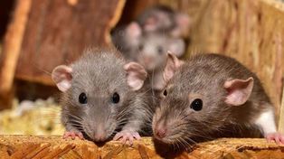 El mortal virus Chapare reapareció en Bolivia y causó tres muertes