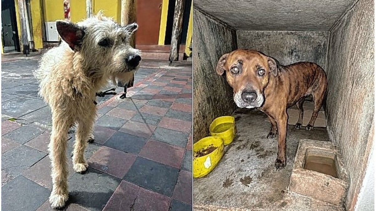 Caseros: investigan a un hombre por dispararle a un perro y atropellarlo con una camioneta