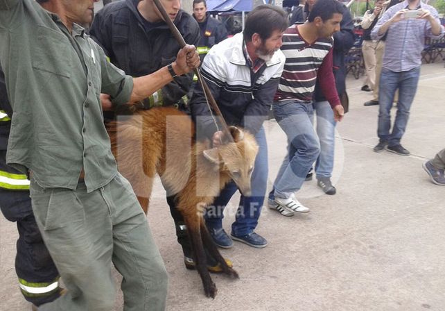 El Aguará Guazú que apareció en el shopping fue rescatado y ahora se encuentra en la Granja de La Esmeralda.