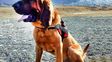 Un perro se convirtió en héroe al hallar a un joven perdido en un glaciar de Ushuaia