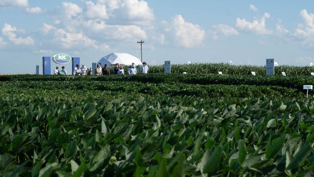 Expoagro será escenario del regreso de NK al mercado argentino 
