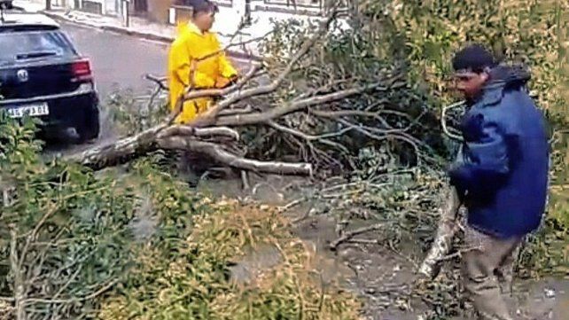 Trabajadores municipales debieron retirar árboles caídos a raíz de la lluvia.&nbsp;