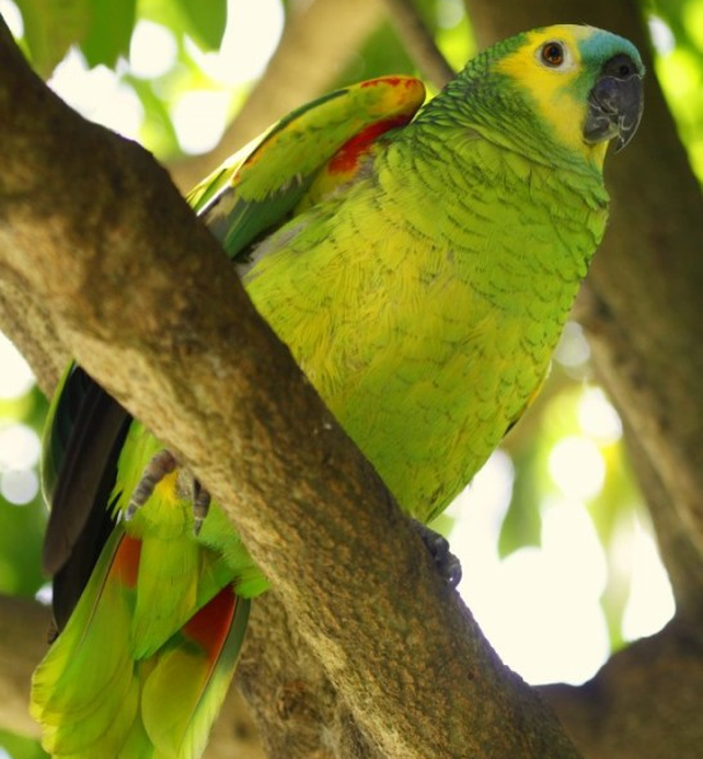 Los loros habladores son dispersores de semillas en una de las regiones más castigadas por la deforestación en Argentina.