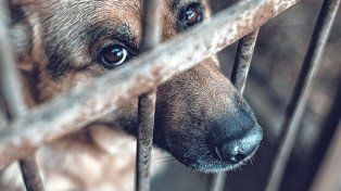 El 75% de los animales en Paraná sufre maltrato o abandono