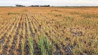 Pérdidas millonarias: cuáles son los departamentos más afectados por la sequía en Santa Fe