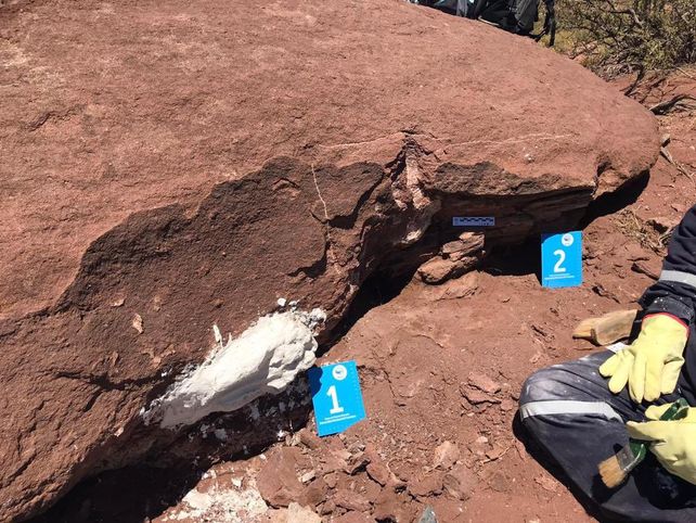 Hallan restos fósiles de un dinosaurio herbívoro de 100 millones de años en Neuquén